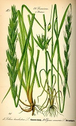 Wheat & Tares